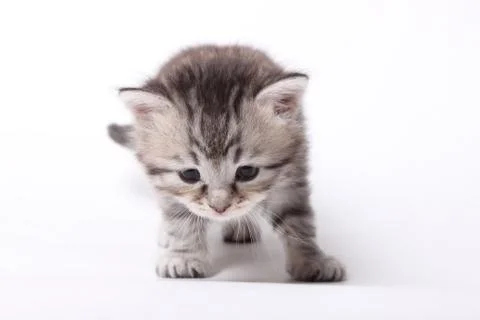 Gray kitten on a white background Stock Photos