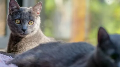 Gray kittens Stock Photos