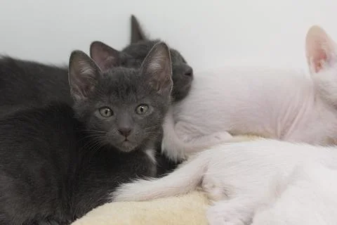 Gray kittens with white background Stock Photos