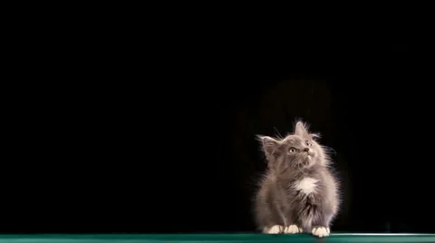 Gray Kitty Stock Footage 1101047