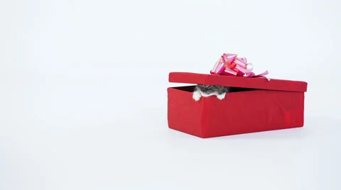 Gray  Kitty  in a Gift Box Stock Footage 49693110