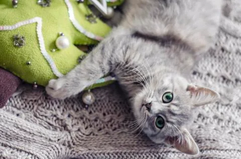 The gray kitty is on a knitted sweater. Stock Photos