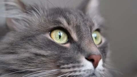 A gray kitty lies on large bed in the sleeping room. Stock Footage 263449700