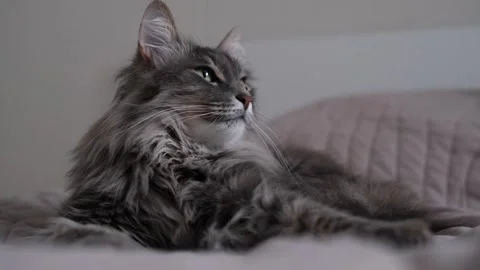 A gray kitty lies on a large bed in the sleeping room. Stock Footage 263449750