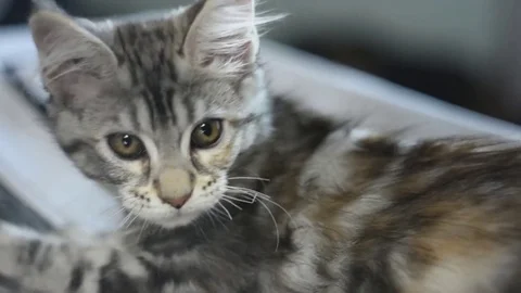 Gray kitty look Video stock 75795806