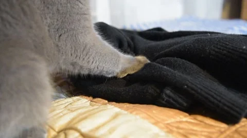 Gray kitty paws massaging the jacket. Love for the soft. Stock Footage 144842996