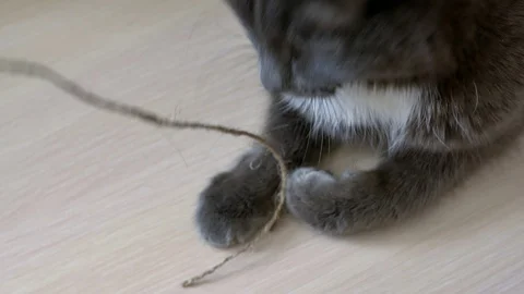 Gray kitty is played with a string Stock Footage 107392663