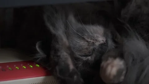 Gray kitty sleeps on modem with her paws raised. Stock Footage 263296063