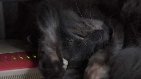 Gray kitty sleeps on modem with her paws raised. Stock Footage 263498706