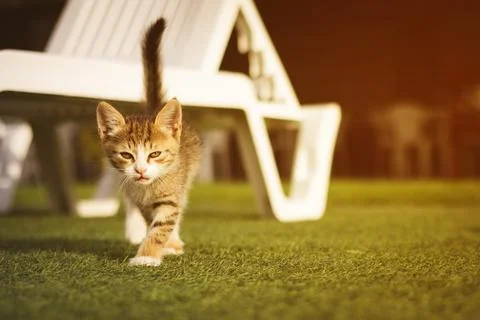 Gray Kitty Walking On Green Grass.  Sunset time Foto stock