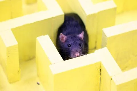 Gray lab rat Fotos Stock