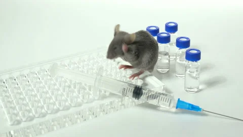 A gray laboratory mouse with an immunological plate, a syringe and vials Video stock 87648829