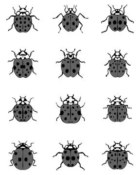 Gray ladybugs Stock Illustration