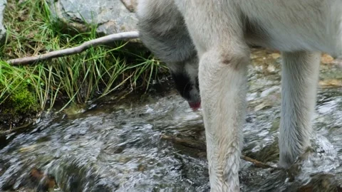 Gray laika dog is drinking water from clean mountain stream. Stock Footage 221018974