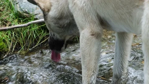 Gray laika dog is drinking water from clean mountain stream. Видео 221990171
