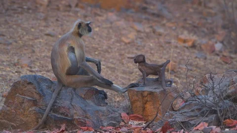 Gray Langur with the baby Stock Footage 88394779