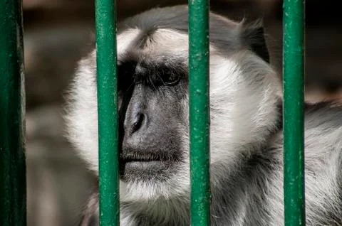 Gray langur closeup Stock Photos