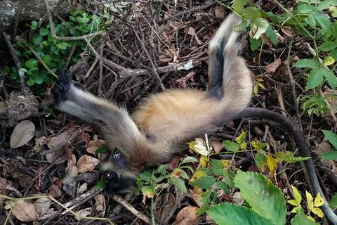 Gray Langur died due to electric shock, India Stock Photos