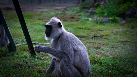 Gray Langur Stock Footage 314717048