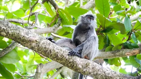 Gray langur. Stock Footage 316109799