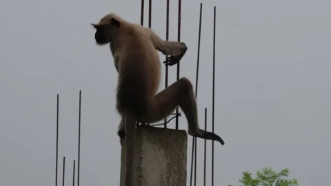 Gray langur Video stock 346130604
