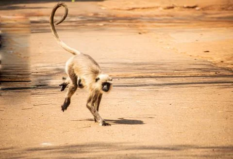 Gray Langur in forest Stock Photos