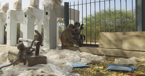 Gray Langur Monkey Babies Playing (4k) Stock Footage 89186613