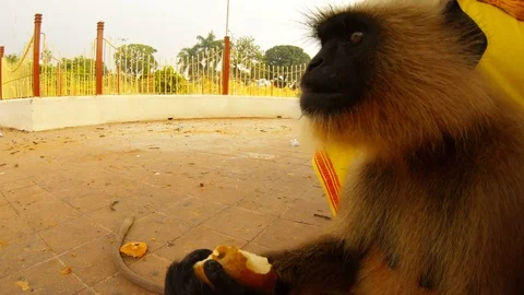 Gray langur monkey bite fruit and masticates it close up indian park Stock Footage 99934574