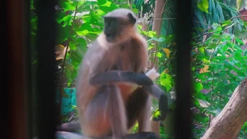 Gray Langur Monkey Eating Banana in Lush Tropical Foliage, Side View Stock Footage 291373841
