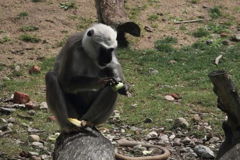 Gray langur monkey eating fruit on a log Stock Photos