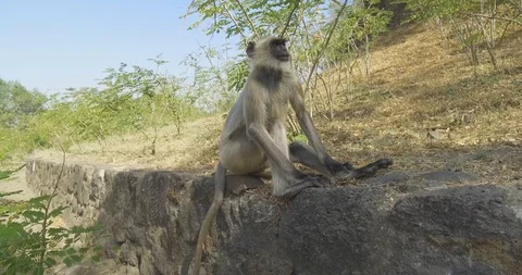 Gray Langur Monkey Eating A Leaf (4k) Stock Footage 89186628