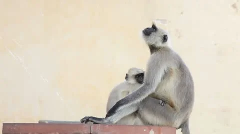 Gray Langur Monkey Holding Infant 스톡 동영상 8917493
