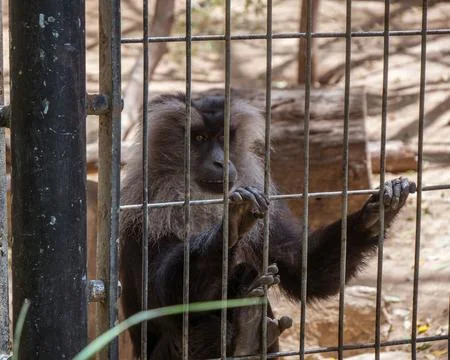 Gray langur monkey inside the cage with visible teeth screaming Stock Photos