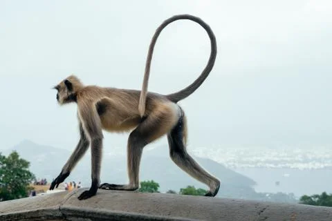 Gray Langur Monkey at Ranthambore Fort in Northern India. Stock Photos