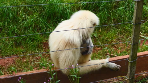A gray langur monkey sitting behind a fence. Stock Footage 127745556