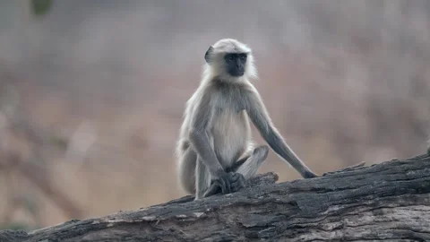 Gray langur monkey sitting on log in Indian wildlife reserve 库存影片 329828590