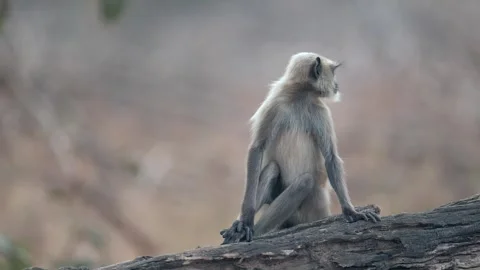 Gray langur monkey sitting on log in Indian wildlife reserve Stock-Footage 329828627