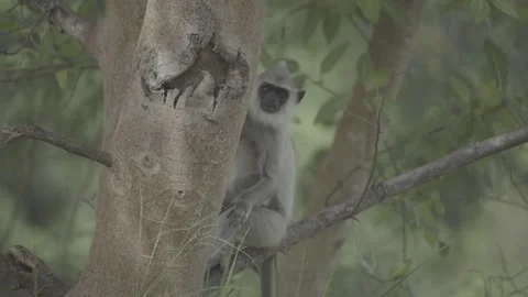 Gray langur Monkey Sitting in a Tree Stock Footage 242718897