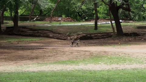 Gray langur monkey walking in sigiriya ancient city ruins Stock-Footage 337765430