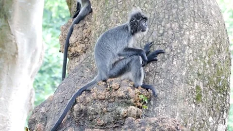Gray langur monkeys Stock Footage 316110008