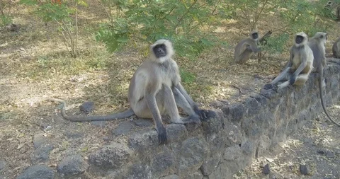 Gray Langur Monkeys Looking At Camera (4k) Stock Footage 89186599