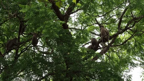 Gray langur monkeys playing and resting in tree Stock Footage 337765638