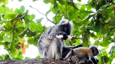 Gray langur monkeys sharing a meal Video stock 316109805
