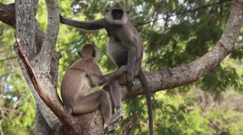 Gray langur, Monkeys in tree cleaning each other-1136 Stock Footage 41337924