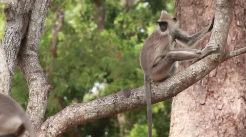 Gray langur monkeys in tree on limb_1140 Stock Footage 41337778