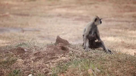Gray langur, or a Hanuman langur in field in Anuradhapura Stock Footage 41337465