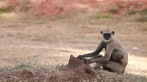 Gray langur, or a Hanuman langur looking at you_1135 Stock Footage 41337617