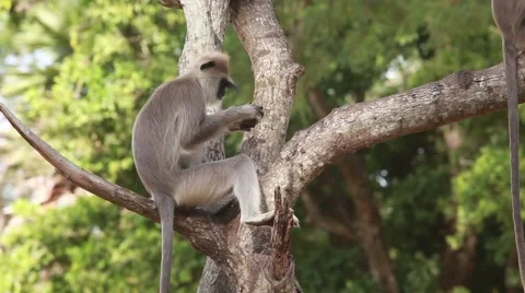 Gray langur, or a Hanuman langur  in tree eating apple_11341 Stock Footage 41337748