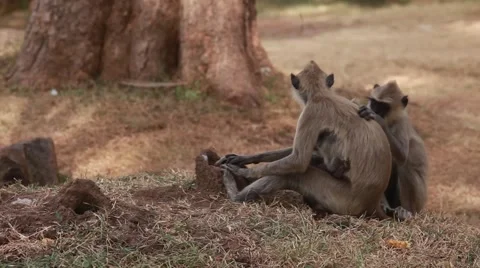 Gray langur, or a Hanuman langur, monkeys on ground cleaning each other-1139 Stock Footage 41337868