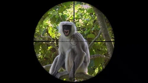 Gray Langur or Hanuman Langur Monkey (Semnopithecus schistaceus) Seen in Gun Stock Footage 104429889